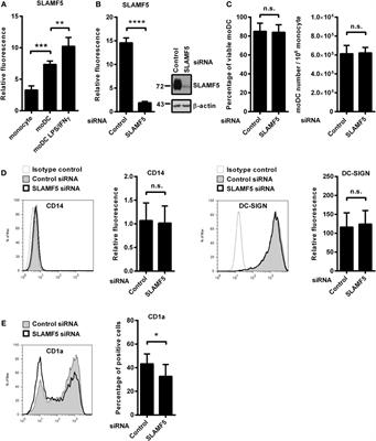 Signaling Lymphocyte Activation Molecule Family 5 Enhances Autophagy and Fine-Tunes Cytokine Response in Monocyte-Derived Dendritic Cells via Stabilization of Interferon Regulatory Factor 8